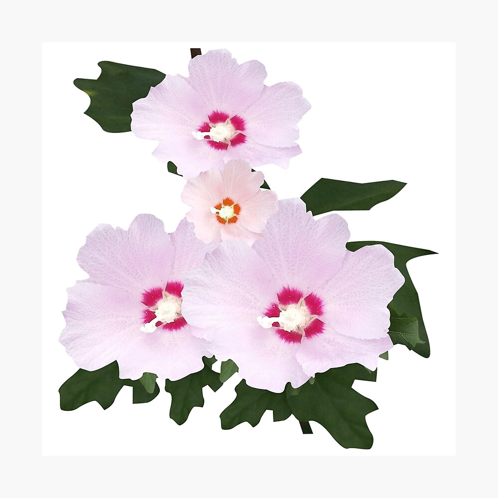 Mugunghwa flowers bloomed.
