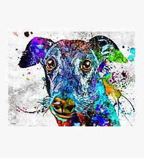 Greyhound Grunge Photographic Print