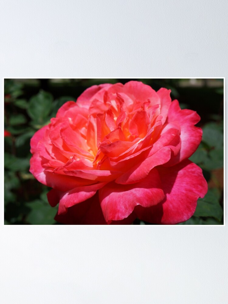 "Big Red Pink Rose Flowers Art Prints Roses" Poster by BasleeArtPrints Redbubble