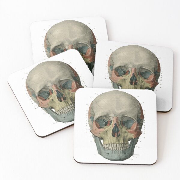 Item preview, Anatomical illustration of a skull designed and sold by Anacronista.