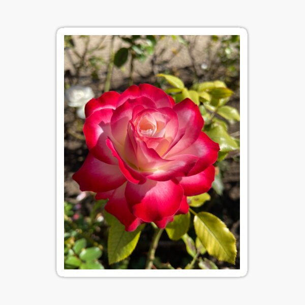 Rosa JUBILE DU PRINCE DE MÓNACO Pegatina