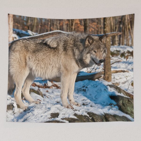 Artikelvorschau, Grauer Wolf entworfen und verkauft von Michael Cummings.