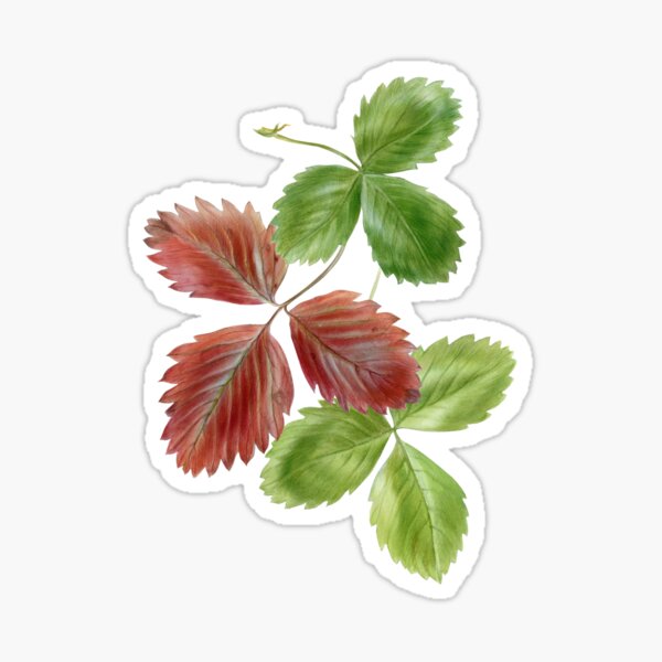 Item preview, Strawberry leaves, watercolor illustration designed and sold by wladimkea.