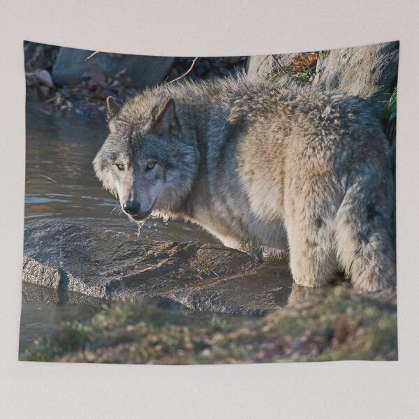 Item preview, Grey Wolf designed and sold by Michael Cummings.