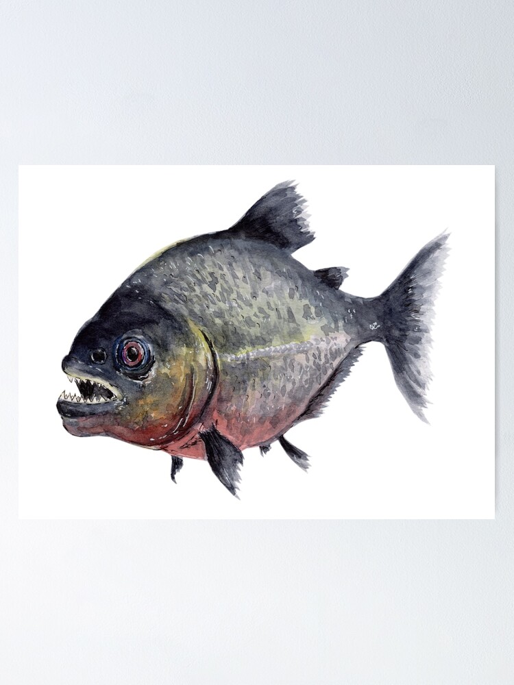 437 Piranha Sketch Images, Stock Photos & Vectors | Shutterstock