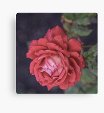 Radiant Red Beauty Canvas Print