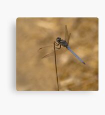 Male scarce chaser reversed Canvas Print