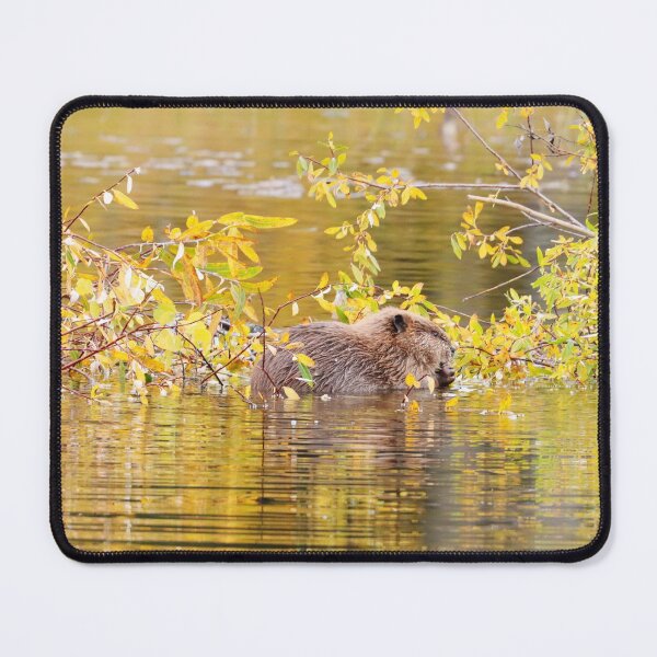 Item preview, Beaver Kit in Hinton designed and sold by Alyce Taylor.