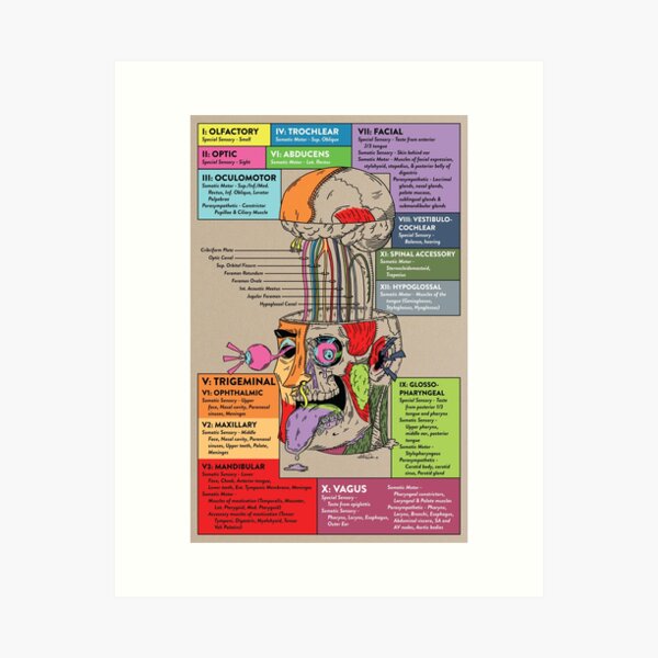 Item preview, Cranial Nerves Exploded - Labeled designed and sold by Alex Dai.