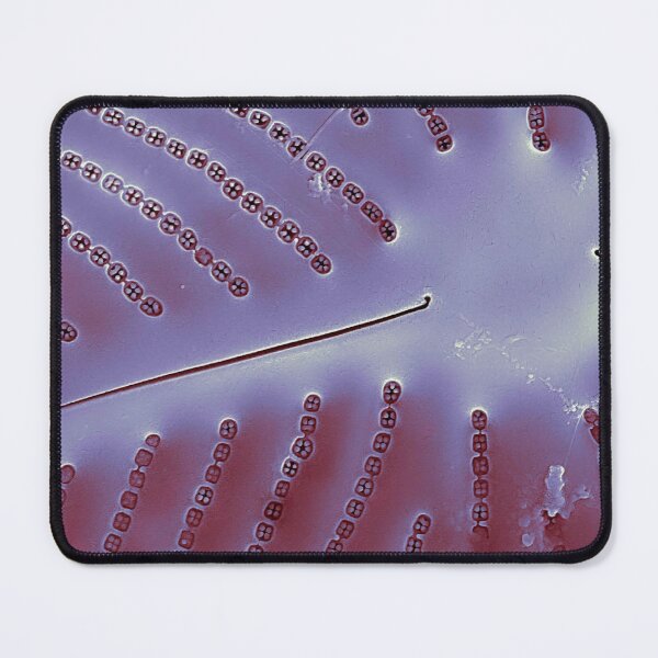 Item preview, Diatom - Placoneis in SEM (internal, metallic) designed and sold by DiatomsATTACK.