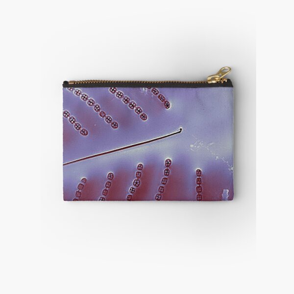 Item preview, Diatom - Placoneis in SEM (internal, metallic) designed and sold by DiatomsATTACK.