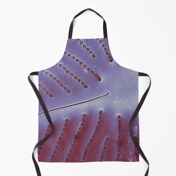 Item preview, Diatom - Placoneis in SEM (internal, metallic) designed and sold by DiatomsATTACK.
