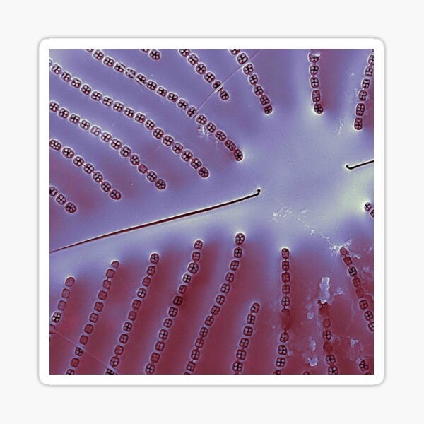 Item preview, Diatom - Placoneis in SEM (internal, metallic) designed and sold by DiatomsATTACK.