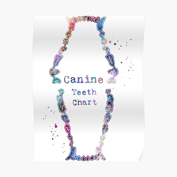 "Canine Dog Teeth Dental Chart" Poster for Sale by EvasDreams Redbubble