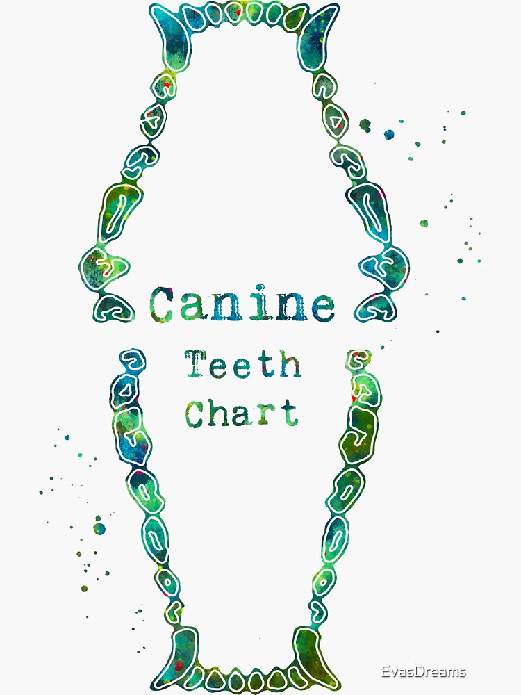 "Canine Dog Teeth Dental Chart" Sticker for Sale by EvasDreams | Redbubble