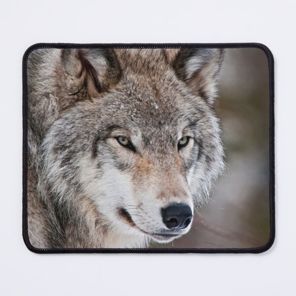 Artikelvorschau, Grauer Wolf entworfen und verkauft von Michael Cummings.