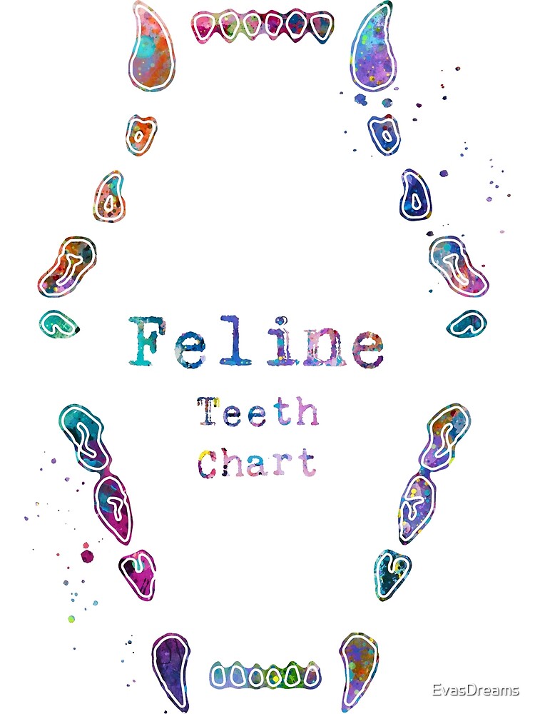 feline-cat-teeth-dental-chart-poster-for-sale-by-evasdreams-redbubble