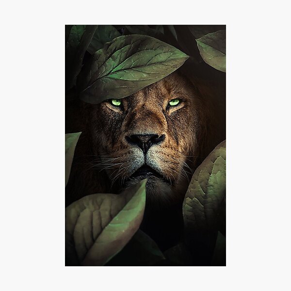 Impressions Photo Sur Le Theme P C3 pini C3 A8re Lion Redbubble