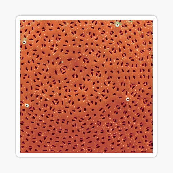 Diatom - Stephanodiscus niagarae (external, orange) Sticker