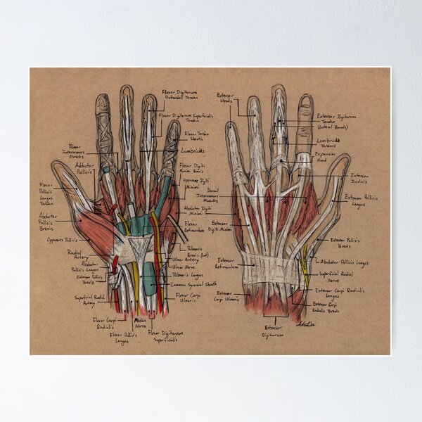 Hand Dissection Poster