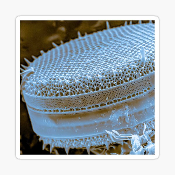 Diatom - Thalassiosira (SEM) Sticker