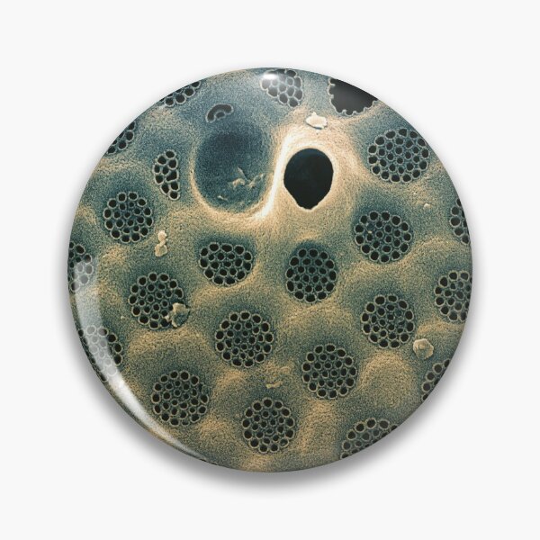 Artikelvorschau, Kieselalge - Coscinodiscus im REM (externes Blau) entworfen und verkauft von DiatomsATTACK.