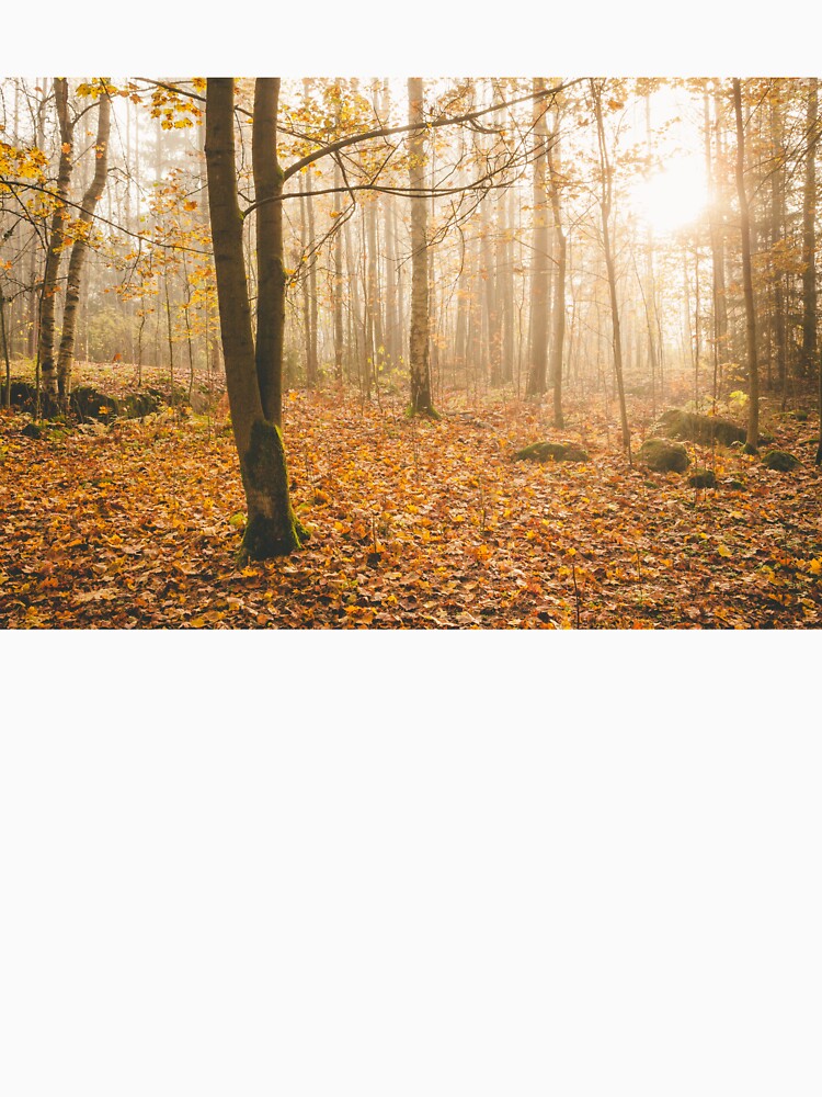 Foggy morning autumn forest by Juhku