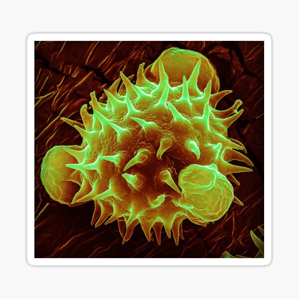 Artikel-Vorschau von Pollen - Gänseblümchen (Orange), designt und verkauft von DiatomsATTACK.