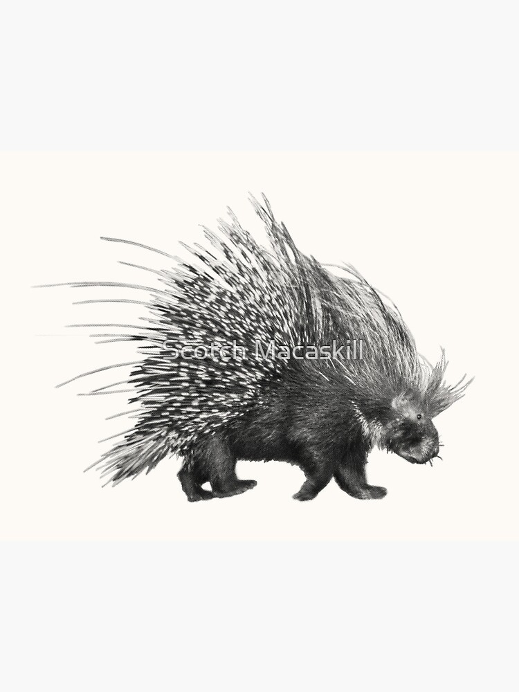 Bag-O-African Porcupine Quills