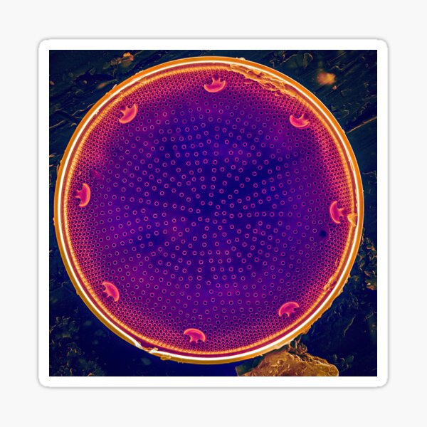 Diatom - Actinocyclus in SEM (Neon) Sticker