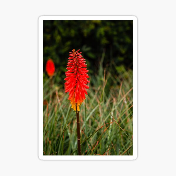 Item preview, Red Hot Poker On The Andes Mountains designed and sold by Mano Chandra Dhas.