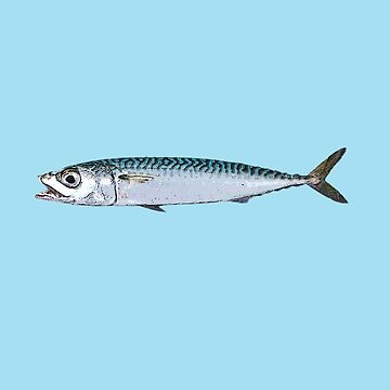 Pacific Chub Mackerel Color Design  Poster for Sale by