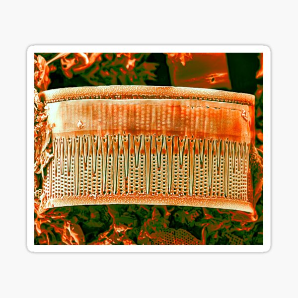 Diatom - Aulacoseira (Fire Red) Sticker