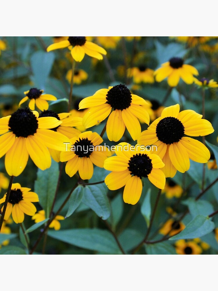 flowers by Tanyamhenderson