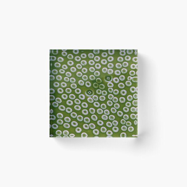 Item preview, Diatom - Cyclostephanos from Lake Malawi (pea green) designed and sold by DiatomsATTACK.