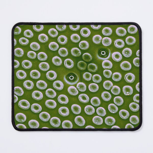 Item preview, Diatom - Cyclostephanos from Lake Malawi (pea green) designed and sold by DiatomsATTACK.