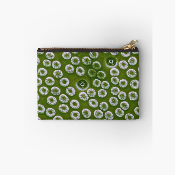 Item preview, Diatom - Cyclostephanos from Lake Malawi (pea green) designed and sold by DiatomsATTACK.