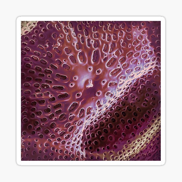 Diatom - Ditylum (internal, purple) Sticker