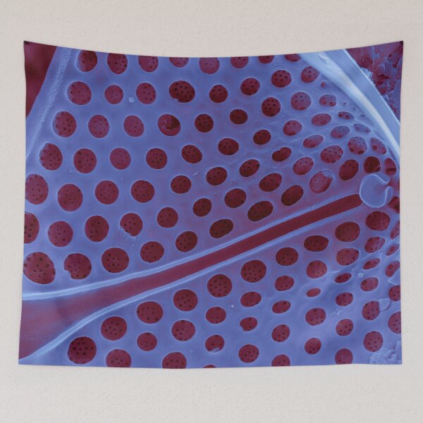 Item preview, Diatom - Asteromphalus in SEM (internal, purple) designed and sold by DiatomsATTACK.