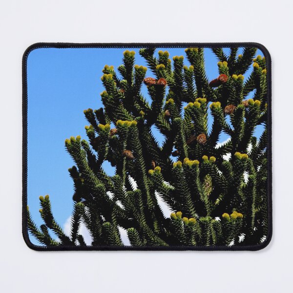 Item preview, Araucaria Araucana Tree on a clear blue sky designed and sold by Michaelerch.