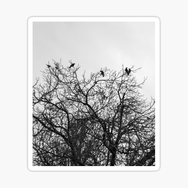 Murder of Crows Sticker