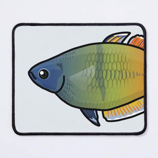 Item preview, Boesemani rainbowfish, best fishkeeper gift, aquarium gift - aquadesk designed and sold by Aquadesk.