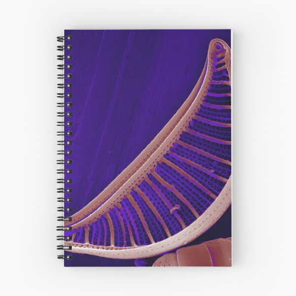 Item preview, Epithemia gibberula (diatom) - Glowing Purple designed and sold by DiatomsATTACK.