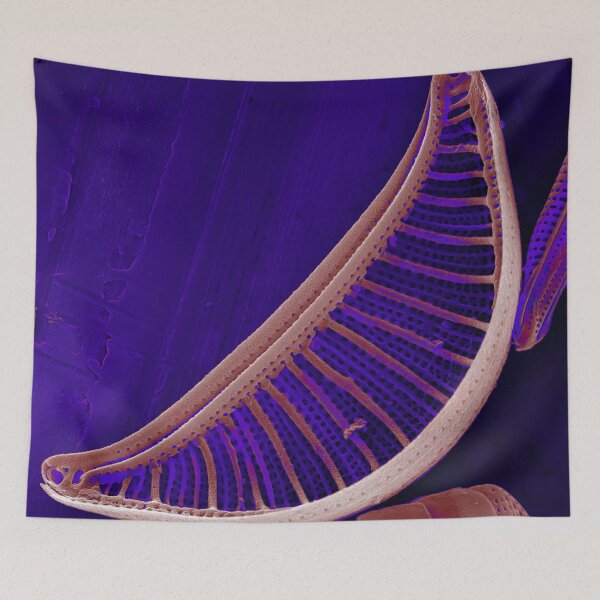Item preview, Epithemia gibberula (diatom) - Glowing Purple designed and sold by DiatomsATTACK.
