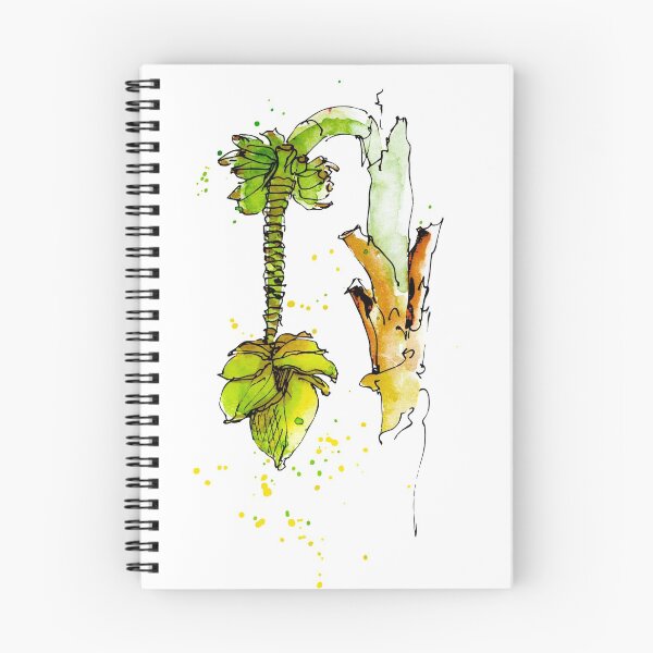Item preview, Kopie von Cacao Tree – Theobroma cacao, Watercolor designed and sold by un-artiges.
