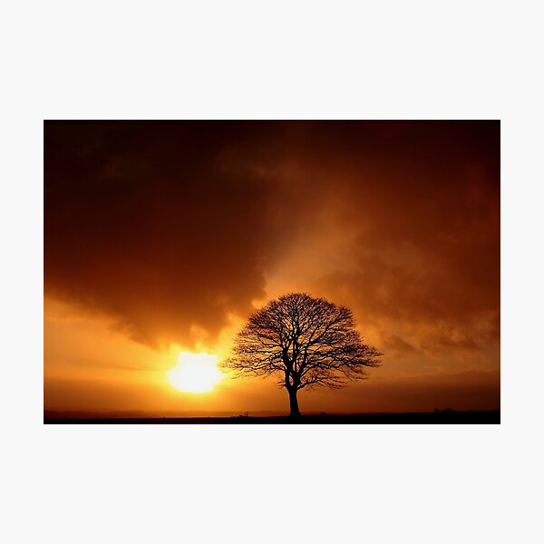 Item preview,  Digital photograph of Tree Silhouette designed and sold by SimonJohnson1.