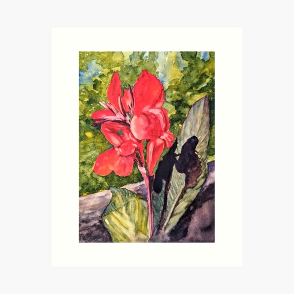 Scarlet Canna Lily Art Print