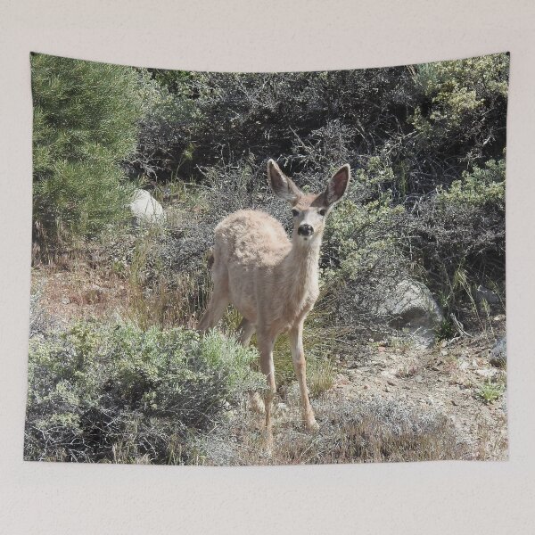 Item preview, Mule deer, animals, wildlife, gifts designed and sold by Sandra O'Toole.