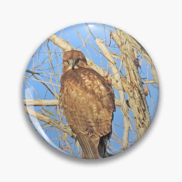 Item preview, Red-tailed hawk, birds, wildlife, gifts designed and sold by Sandra O'Toole.