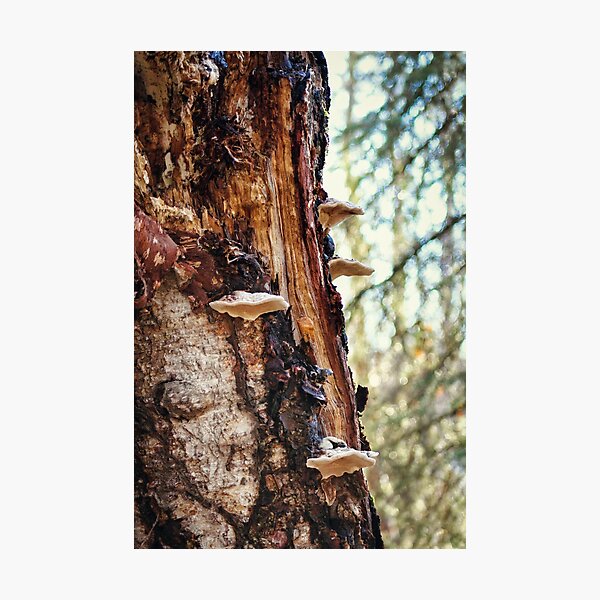 Mushrooms on Birch Log Photographic Print